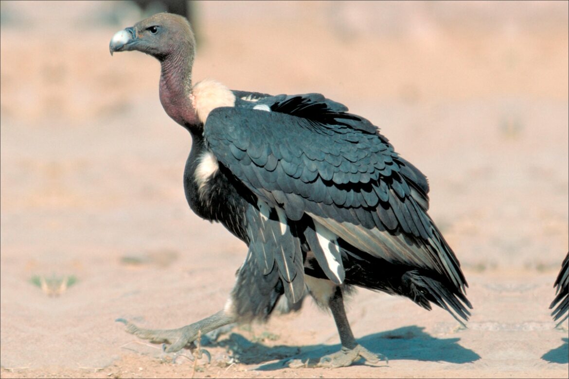 Vultures Computation