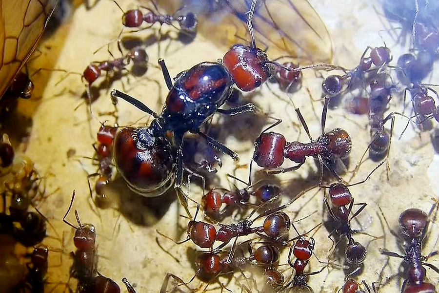 Ant trafficking