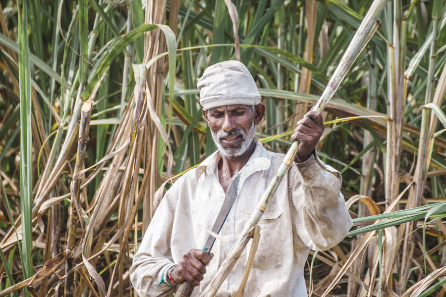 Sugarcane FRP