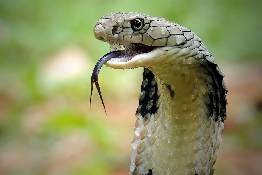 Snake Antivenom