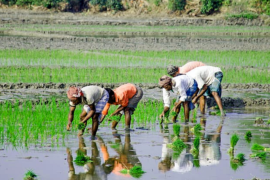 11 lakh hector sowing
