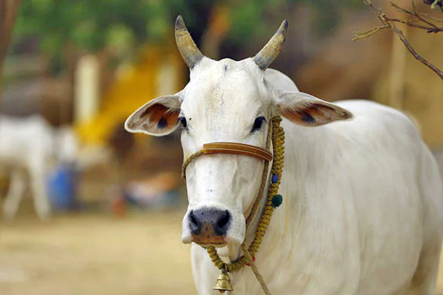 Centre’s reply on Cow