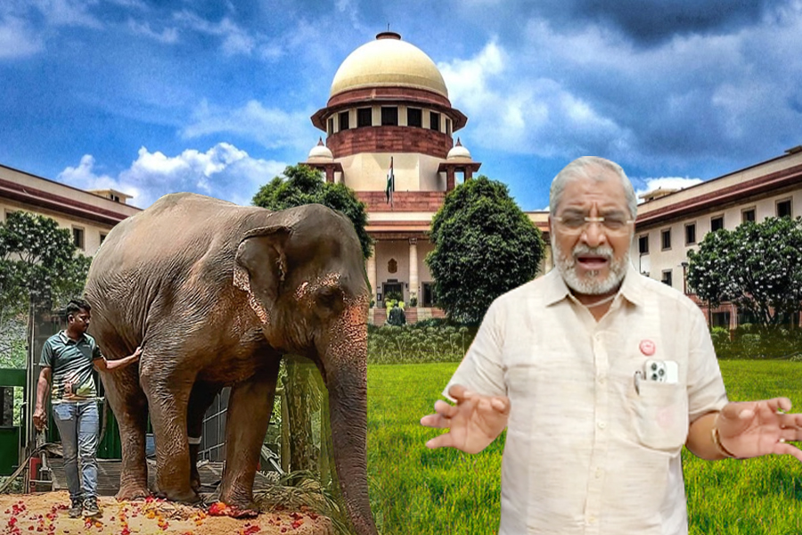 Mahadevi elephant hearing