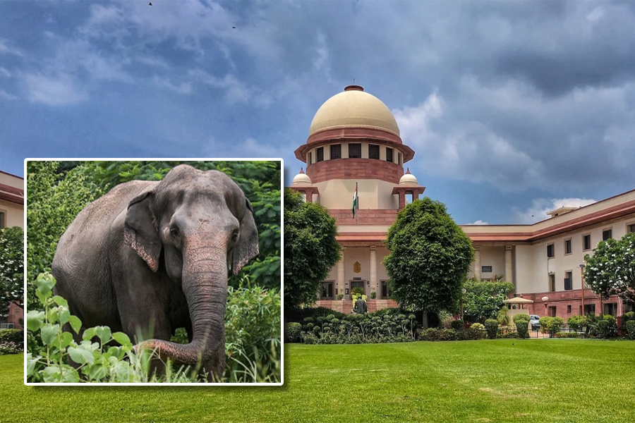 SC says no foul play