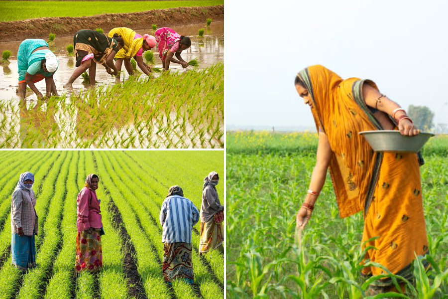 Women's rights in agriculture