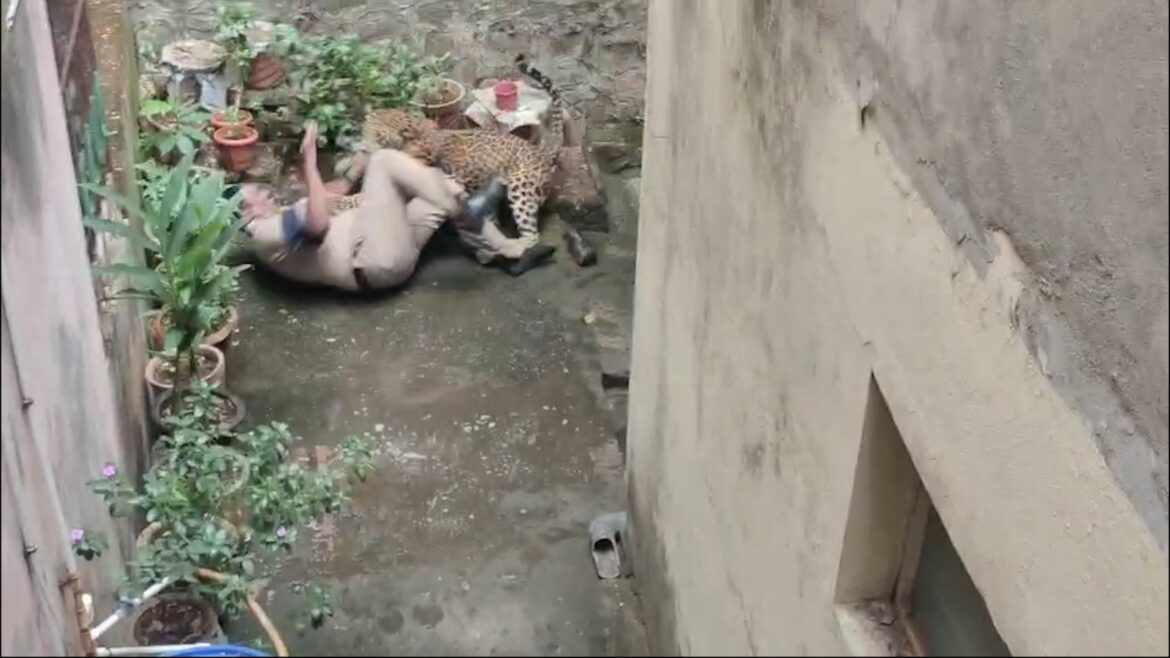 Leopard attacks three people in Kolhapur