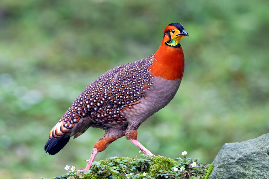 Colorful pheasant of the Eastern Himalayas