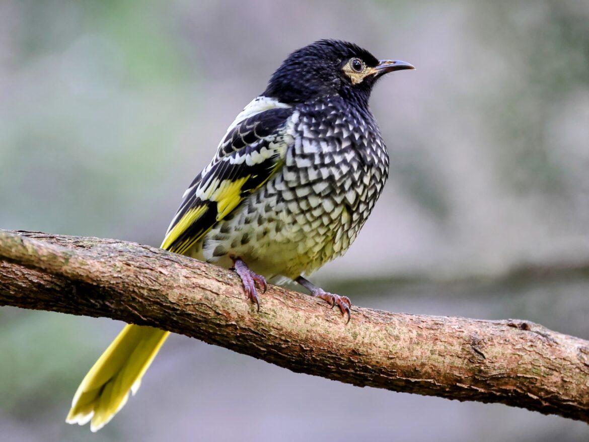 When birds themselves become teachers and teach other birds to sing