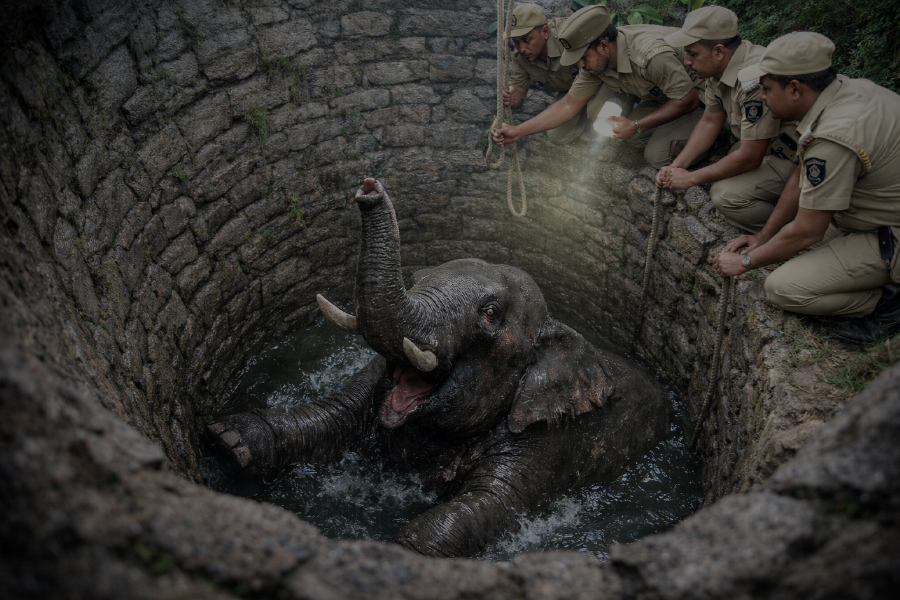 Archimedes Saves an Elephant