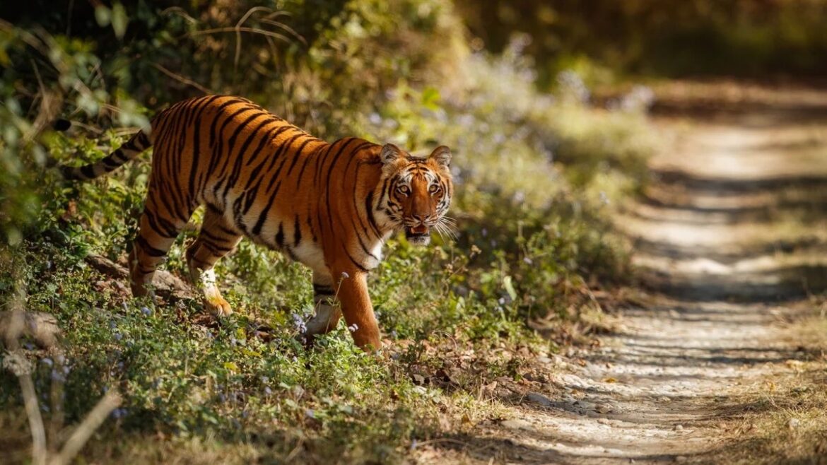 Four women killed in tigress attack