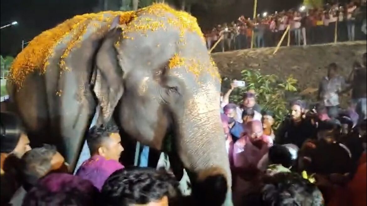 Arrival of Madhuri the elephant in Nandni